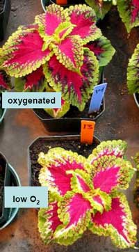 Effect of super-oxygenated water on the average total flower weight per coleus plant quality chart